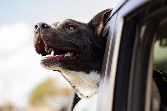 Sweet Dogs, Bad Breath